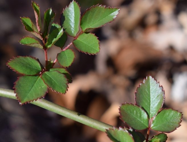 玫瑰葉子變黃處理 玫瑰葉子變黃處理
