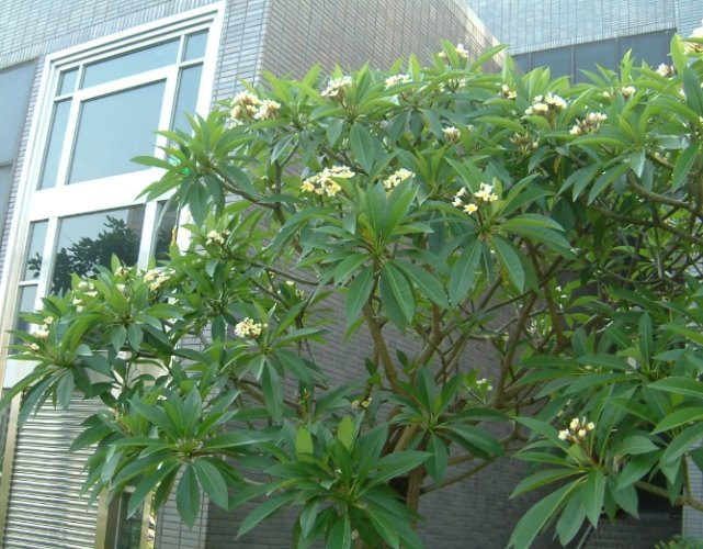 雞蛋花樹幹軟原因 雞蛋花樹幹軟原因