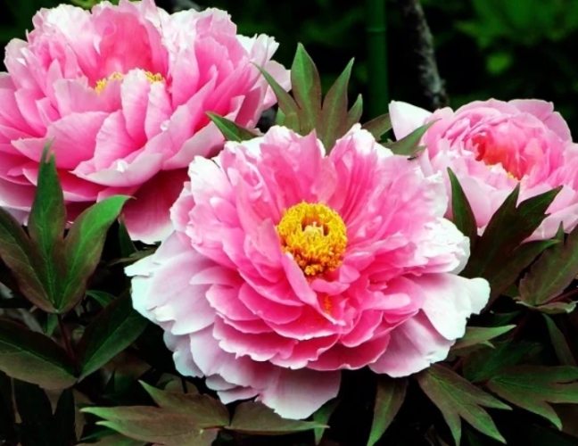 松葉牡丹播種時間 松葉牡丹播種時間