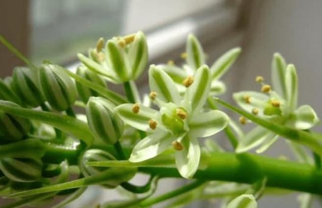 月光萬年青繁殖 月光萬年青繁殖