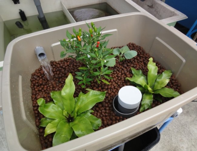 水族箱植物養護