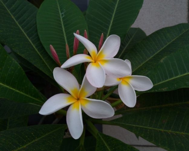 雞蛋花樹幹軟原因 雞蛋花樹幹軟原因