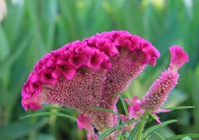 雞冠花枯萎原因 雞冠花枯萎原因