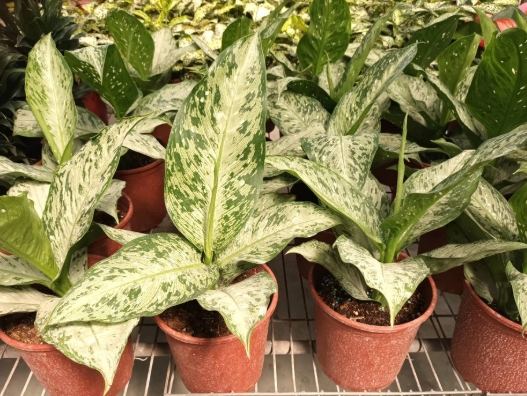 萬年青施肥方法