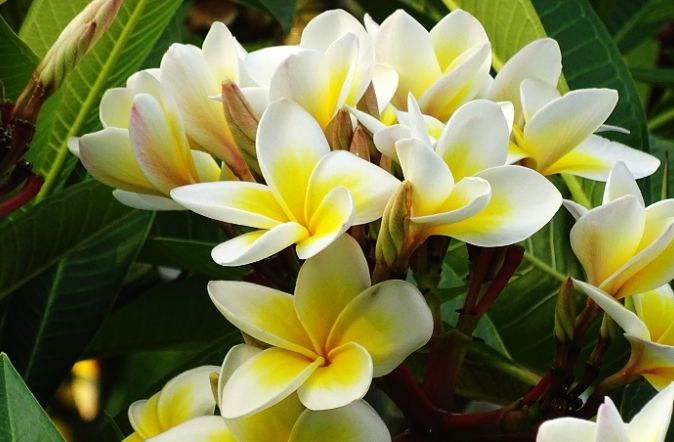 雞蛋花肥料推薦 雞蛋花肥料推薦