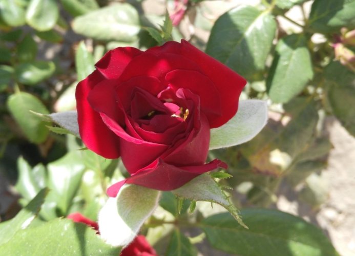 玫瑰葉子變黃原因 玫瑰葉子變黃原因