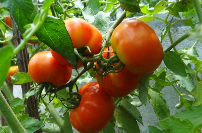 小番茄浇水技巧