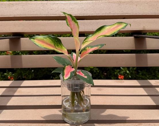 水種萬年青變黃