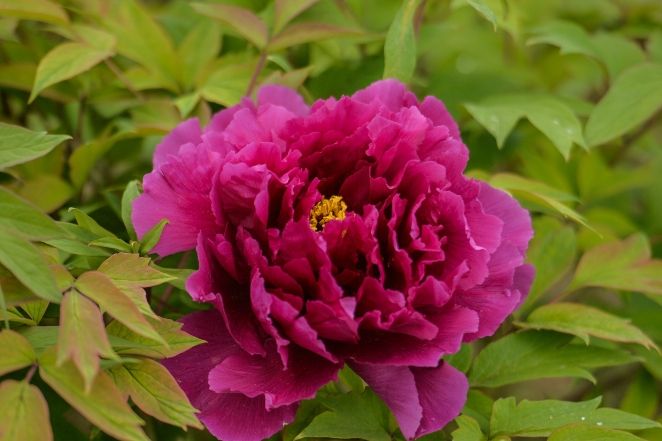 松葉牡丹播種方法 松葉牡丹播種方法