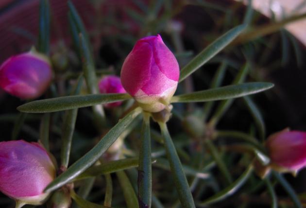 松葉牡丹養護技巧 松葉牡丹養護技巧