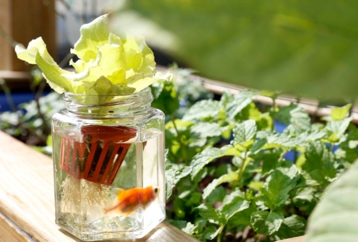 魚草共生系統設置