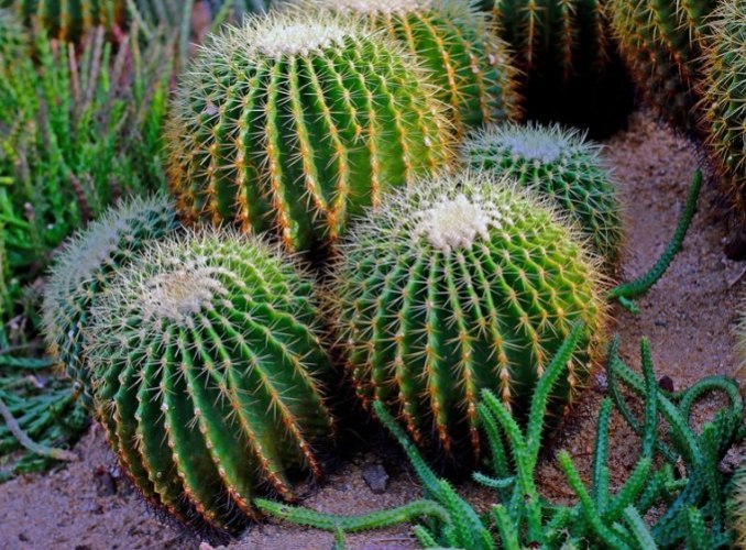 大型植物換土方法 大型植物換土方法