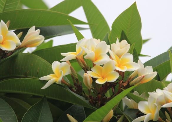 雞蛋花施肥方法 雞蛋花施肥方法