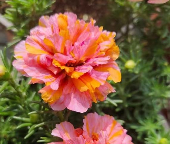 複瓣太陽花種植 複瓣太陽花種植