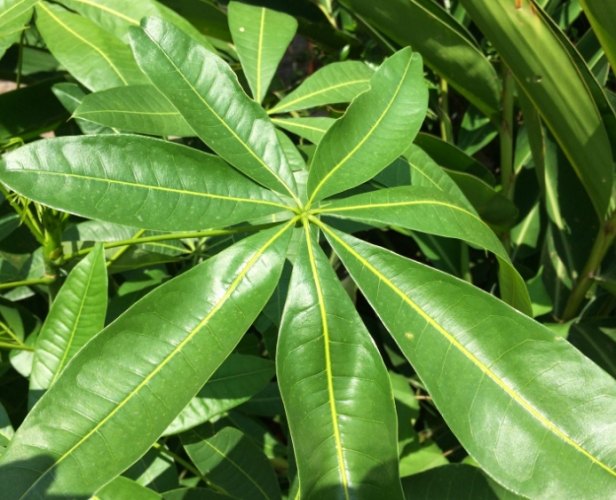 葉子尖端變黑原因