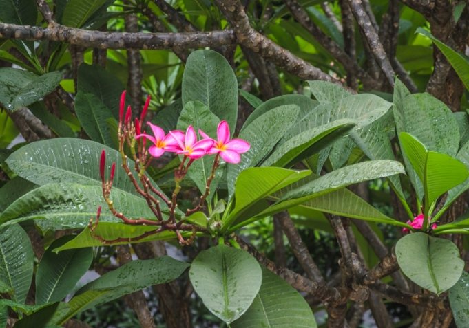 雞蛋花種植 雞蛋花種植