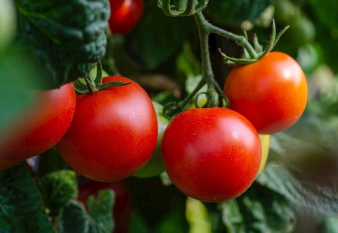 延長番茄壽命
