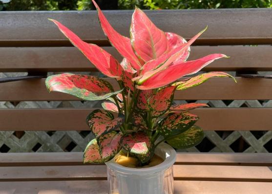 萬年青葉子黃化