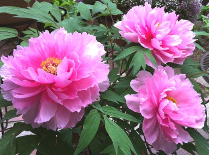 牡丹種子發芽方法