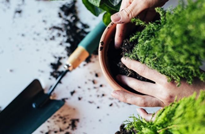 塊根植物換盆 塊根植物換盆