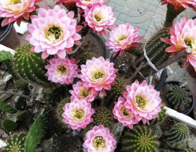 仙人球澆水技巧 仙人球澆水技巧