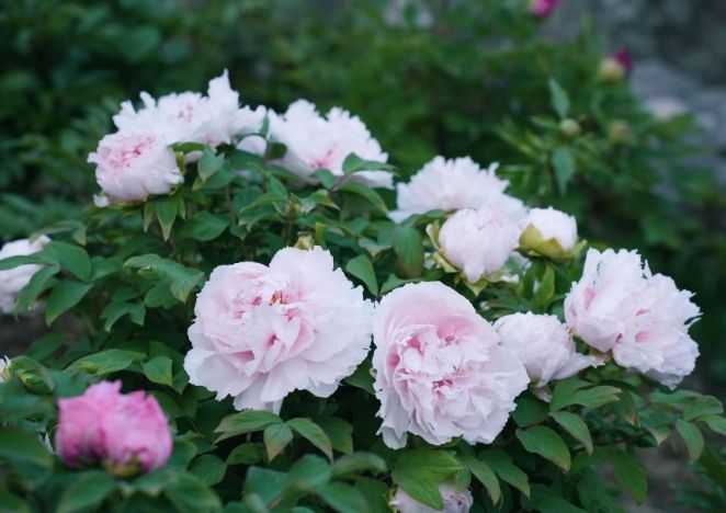 牡丹種子發芽方法