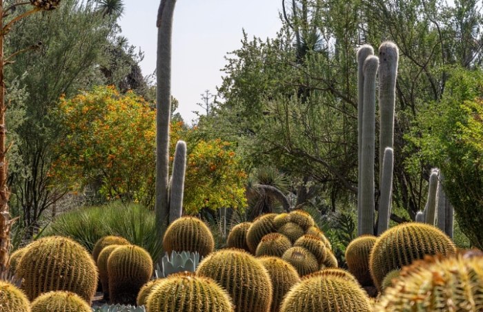 仙人掌根部護理 仙人掌根部護理
