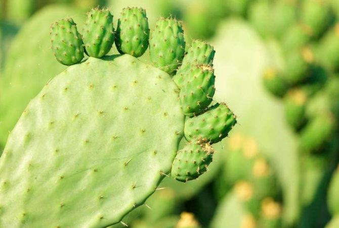 仙人掌萎縮原因