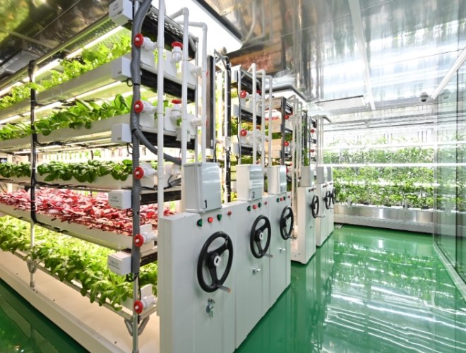 水耕黃金葛葉子變黃 水耕黃金葛葉子變黃