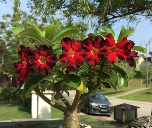 沙漠玫瑰落葉原因 沙漠玫瑰落葉原因