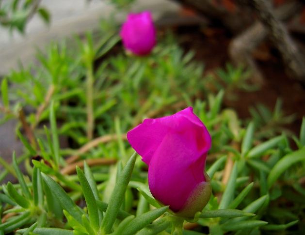 松葉牡丹栽培方法 松葉牡丹栽培方法