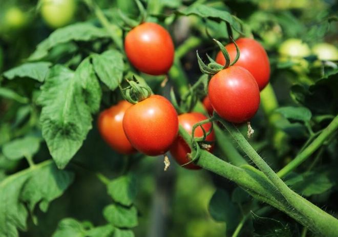 番茄壽命
