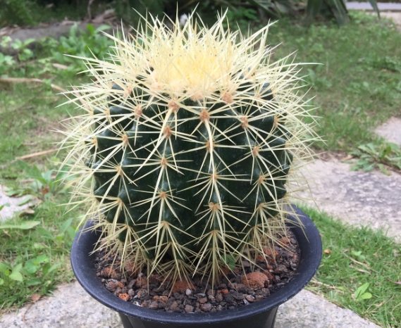 仙人掌根部腐爛 仙人掌根部腐爛