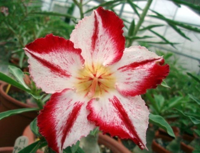 沙漠玫瑰全顆粒購買 沙漠玫瑰全顆粒購買