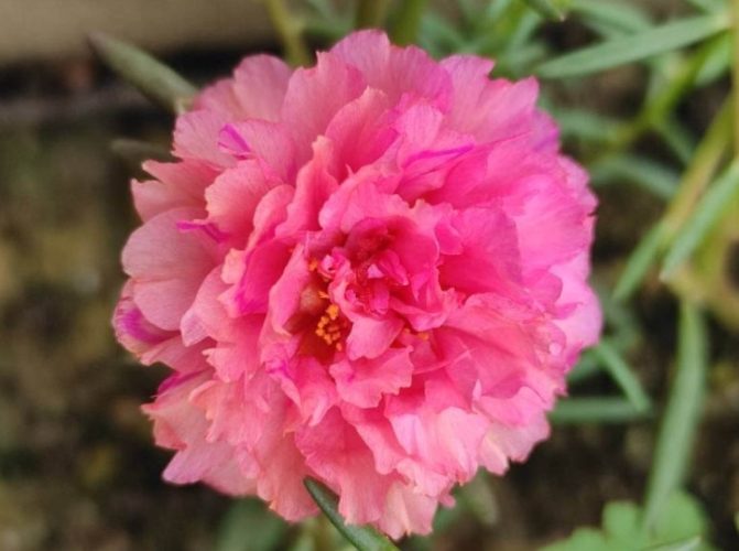 複瓣太陽花養護 複瓣太陽花養護