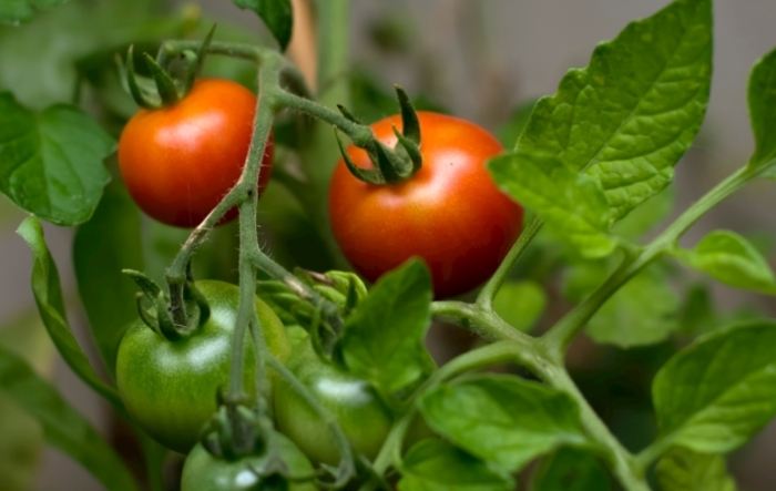 番茄苗長不大原因 番茄苗長不大原因