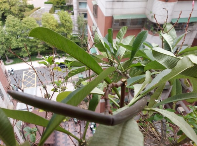 雞蛋花矮化品種 雞蛋花矮化品種