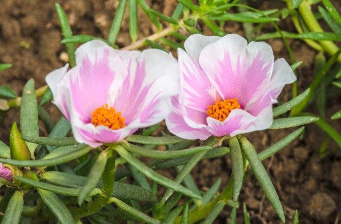 松葉牡丹種子種植