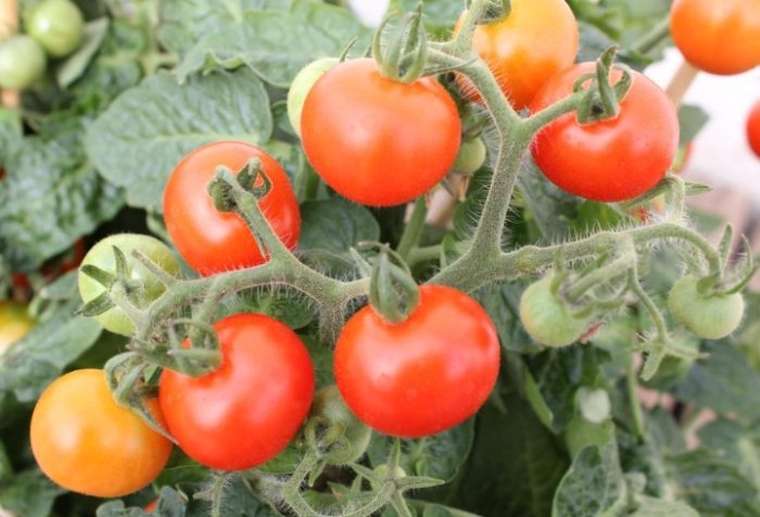 家庭種植西紅柿 家庭種植西紅柿