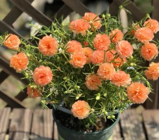 松葉牡丹冬季養護 松葉牡丹冬季養護