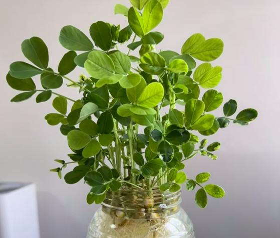 水耕黃金葛葉子變黃 水耕黃金葛葉子變黃