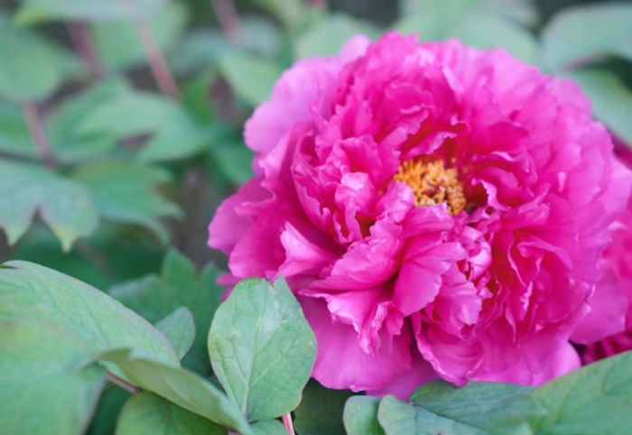 松葉牡丹栽培 松葉牡丹栽培