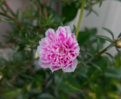 松葉牡丹栽培方法 松葉牡丹栽培方法