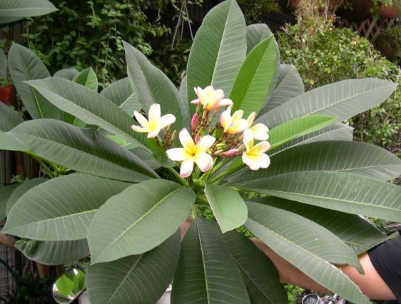 雞蛋花葉子有黃粉