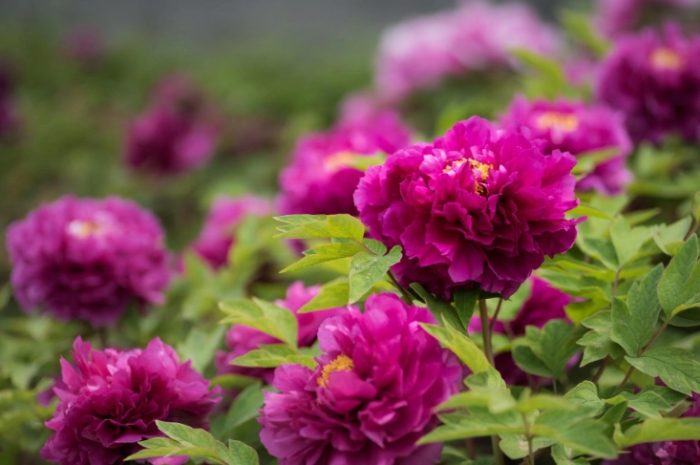 牡丹根塊發芽時間