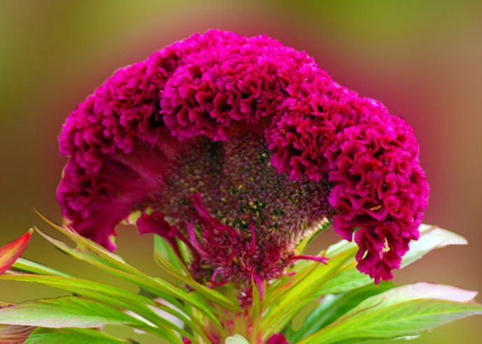 鳳尾雞冠花 養護 鳳尾雞冠花 養護