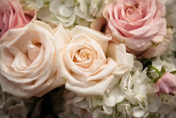 玫瑰葉子變黃處理 玫瑰葉子變黃處理