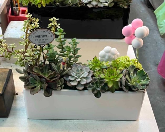 多肉盆栽設計 多肉盆栽設計