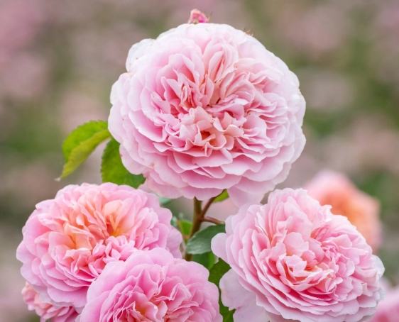 玫瑰葉子變黃處理 玫瑰葉子變黃處理