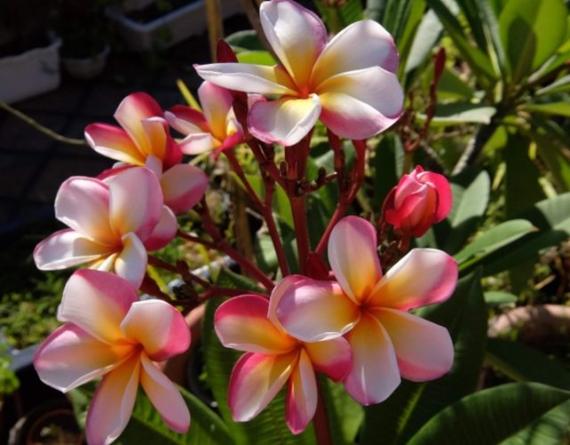 雞蛋花葉子變黑原因